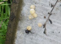 セアカゴケグモ卵