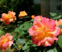 平和を願い大輪の花を咲かすアンネのバラ（八幡市役所前）