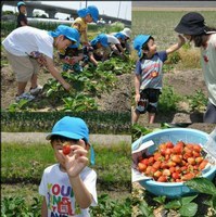 イチゴを摘む園児たち