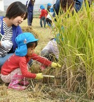 保護者と一緒に稲を刈る園児たち
