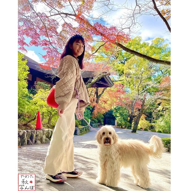 石清水八幡宮で散歩をする犬と女の子の写真