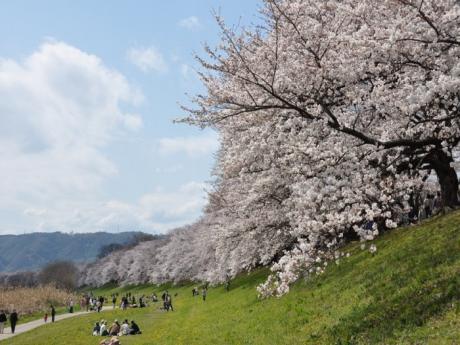 背割堤の桜並木