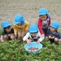 イチゴを探す有都幼児園の園児たち