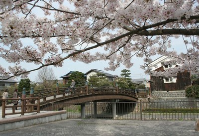 さざなみ公園の桜