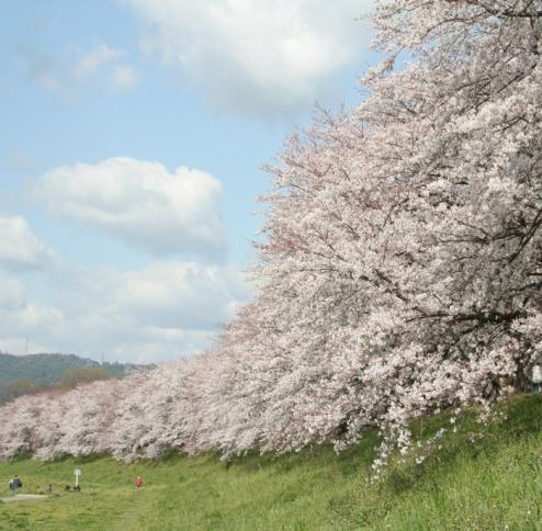 サクラ前線　八幡に到着！