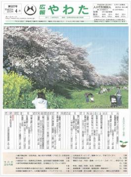 背割堤地区の桜並木