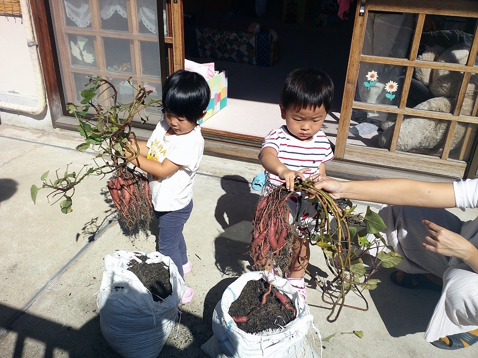 テラスで芋ほりをしている様子