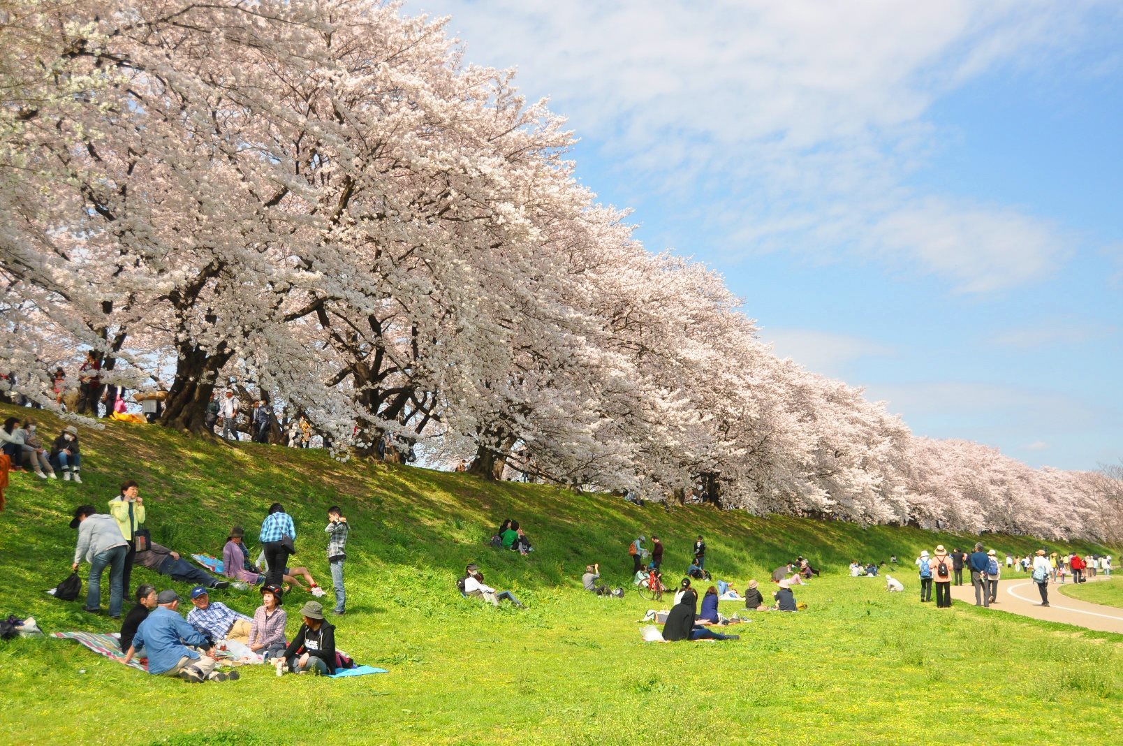 現在の背割堤地区の桜並木　画像