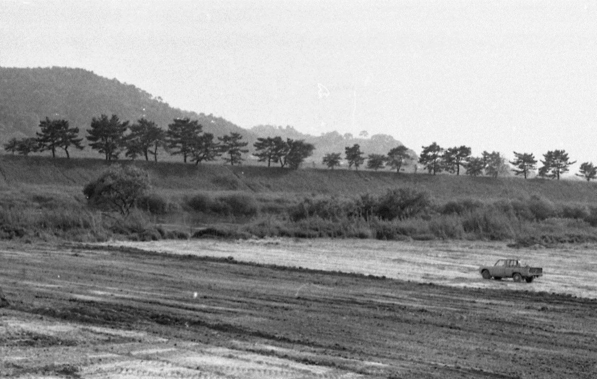 当時の背割堤地区の松並木　画像