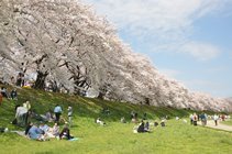 1.淀川河川公園背割堤地区　画像