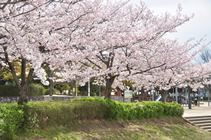 7.きんめい近隣公園　画像