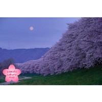 月が浮かぶ背割堤の桜並木　画像