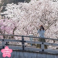 桜を背景に安居橋の上でカメラを構える女性　画像