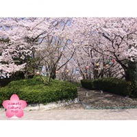 提灯がつるされたさくら近隣公園の桜　画像