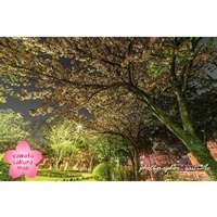 街灯に照らされるきんめい近隣公園の桜　画像