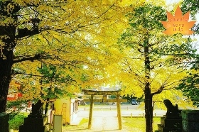 高良神社の大イチョウ