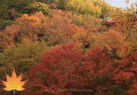 紅葉した山中を走るケーブルカー