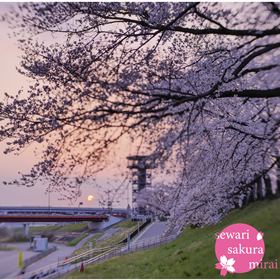 背割堤の桜並木の向こうにさくらであい館展望塔と朝日