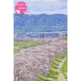 さくらであい館展望塔から眺めた背割堤の桜並木