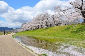 淀川河川公園背割堤地区