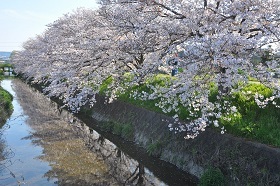 大谷川沿い（八幡舞台）