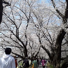 背割堤の桜並木の下を行き交う人たち