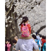 背割堤の桜並木の下で肩車する親子の後ろ姿