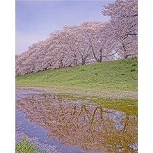 水たまりに反射した背割堤の桜並木