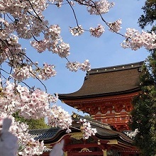 桜越しに見える石清水八幡宮御本社