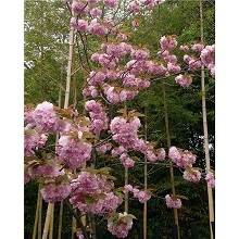 八重桜とキンンメイモウソウチク