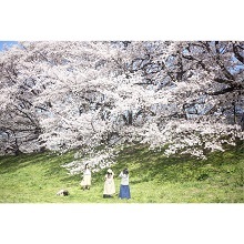 背割堤の桜並木の下で写真撮影する人たち