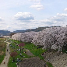 背割堤の桜並木