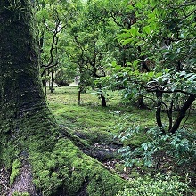 コケに覆われた山林