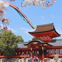 桜ら越しに見える石清水八幡宮御本社