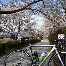 ロードバイクと背割堤の桜並木