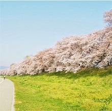 青空と背割堤の桜並木