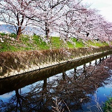 大谷川の川面に反射する桜並木