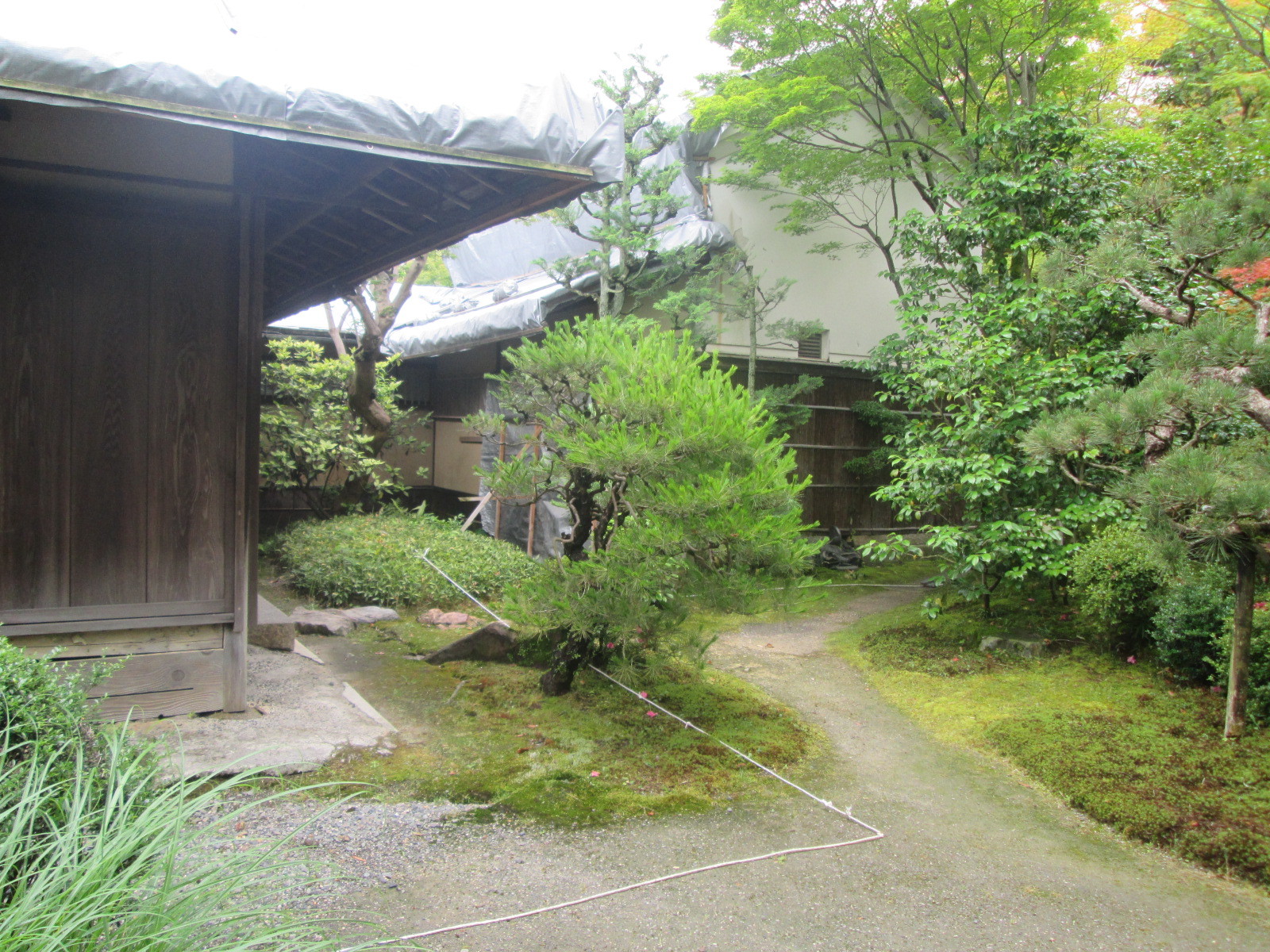 素屋根範囲に生えるアカマツ