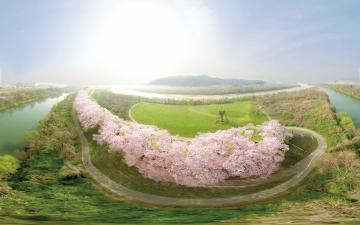 上空から撮影した背割堤の桜並木