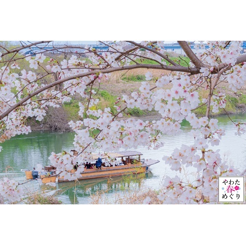 桜の影から見た遊覧船の写真