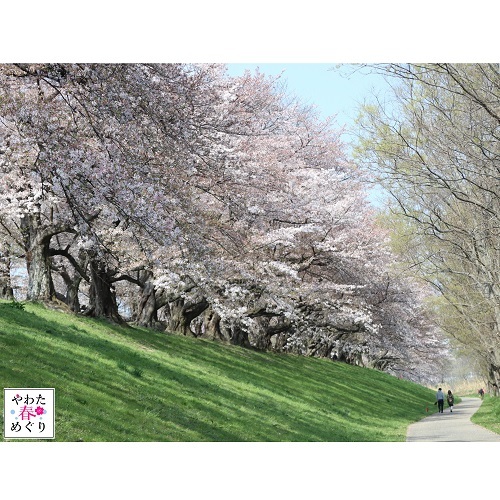 桜並木の道沿いを人と犬が歩いている写真