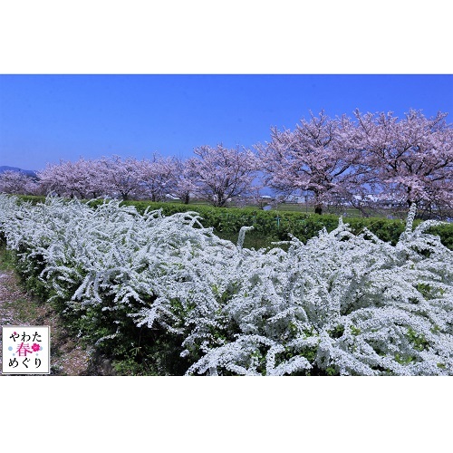 川沿いに咲いている桜と雪柳の写真