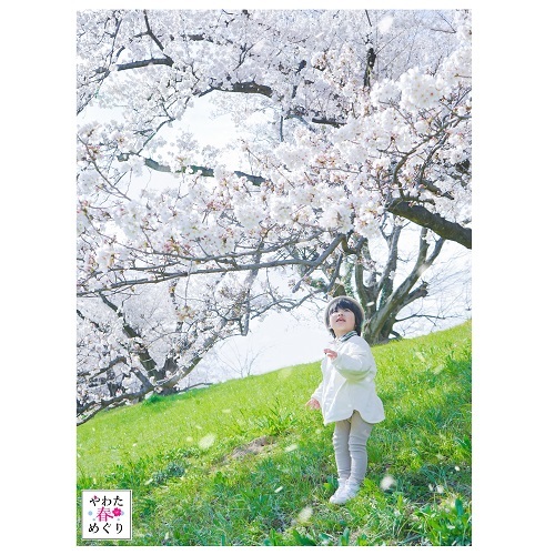 桜を見上げる1人の男の子の写真