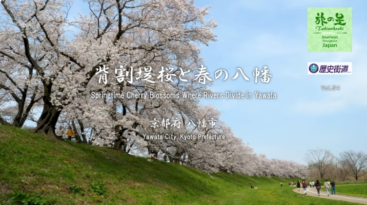 背割堤桜と春の八幡