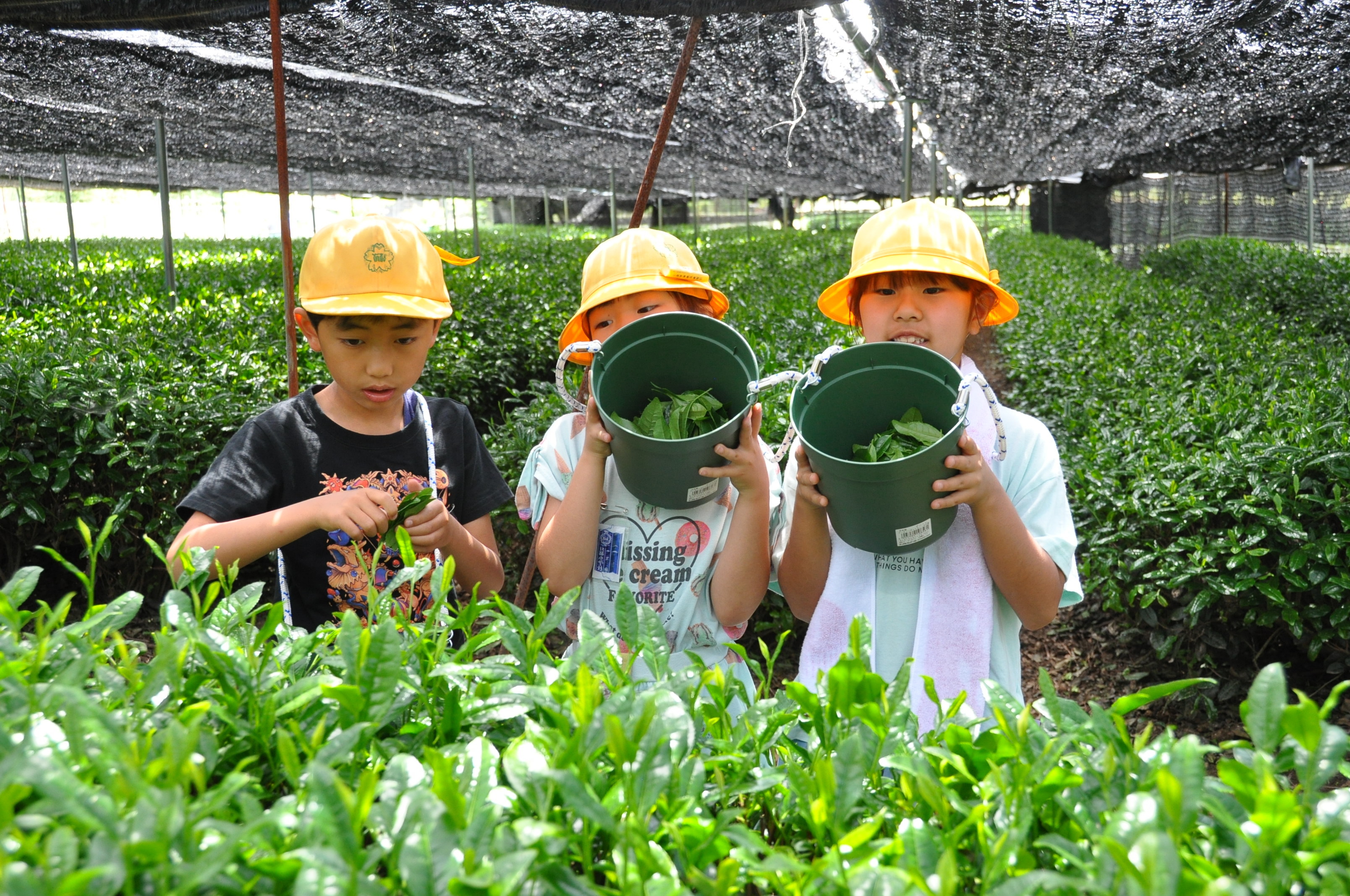 摘んだ茶葉を見せる児童