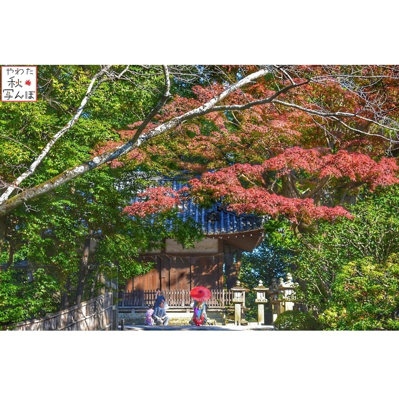 石清水八幡宮の紅葉の写真