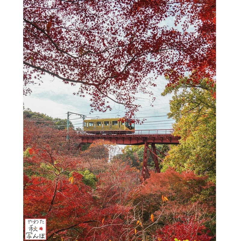 紅葉と石清水八幡宮参道ケーブルの写真