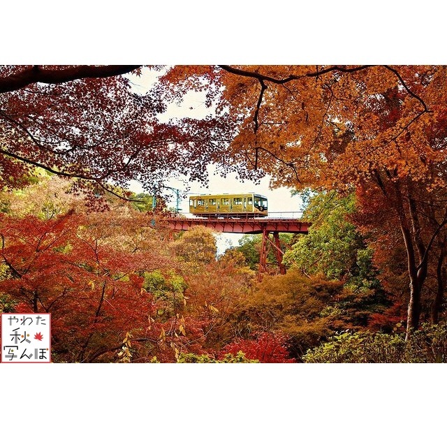 紅葉と石清水八幡宮参道ケーブルの写真