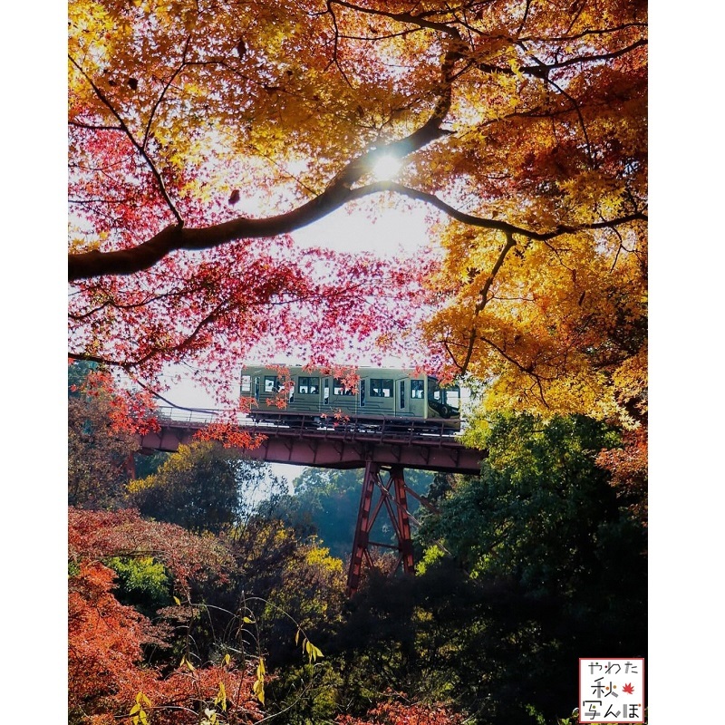 紅葉と石清水八幡宮参道ケーブルの写真