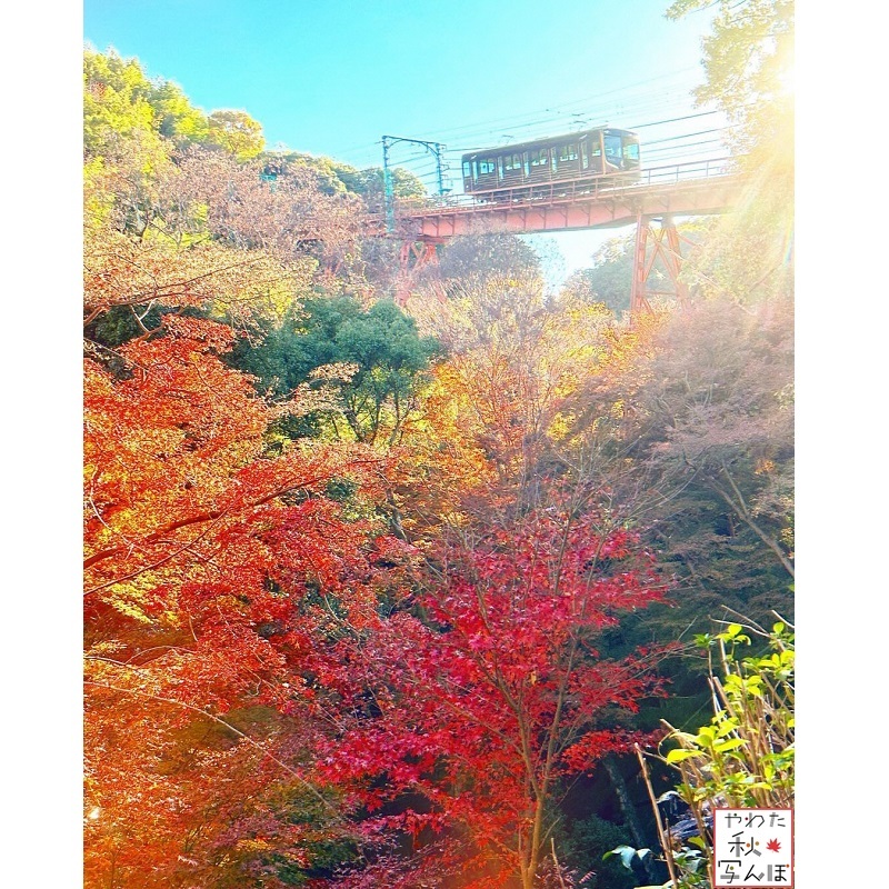 紅葉と石清水八幡宮参道ケーブルの写真